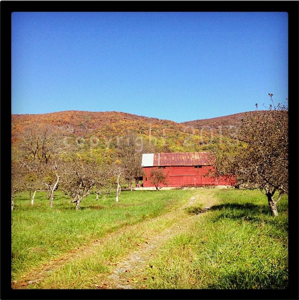 5x5 Fine Art Photograph - Apple Orchard in Fall -  Instagram photo