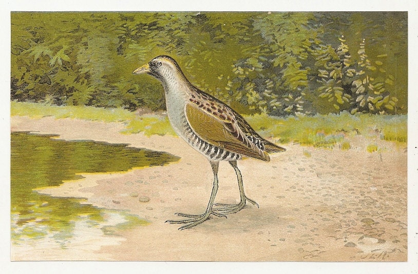 1910'S University Society Game Bird of North America Print