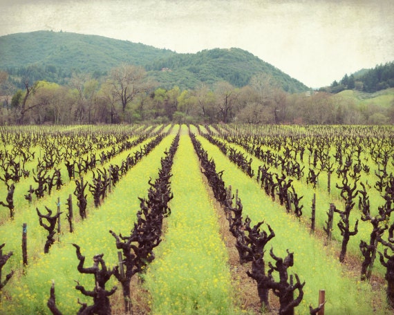 Landscape photography, green, brown, spring, travel photography print, grape vines, vineyard, wine country, California 8x10 - "Old Vines"