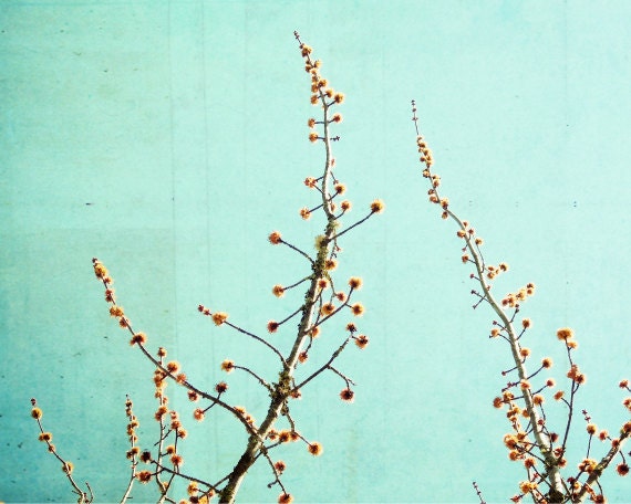 Aqua Blue Photograph - nature photography - turquoise teal pastel spring colors - golden tree branches wall art - 8x10 - "Feeling Light"