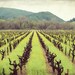 Landscape photography, green, brown, spring, travel photography print, grape vines, vineyard, wine country, California 8x10 - "Old Vines"
