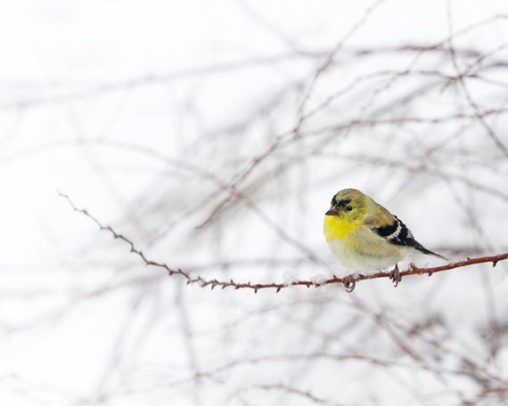 Bird Goldfinch Print, nature wall art woodland animal fine art photograph 8x10 - Little Goldfinch