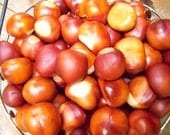 Buckeyes North Carolina Nut  Ten Orange Brown Jewelry Bead 1 inch size Bowl Filler Lucky Charm Wreath  Supply Accessory