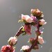 Wedding flower crown, Pink Bridal hair accessory, Floral headpiece - PARADIGM