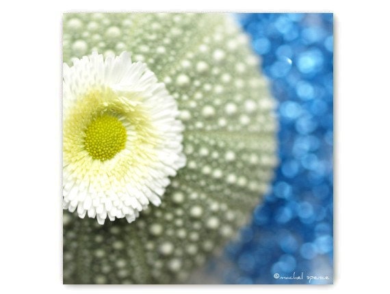 Tiny Green Urchin with Daisy Photograph 10X10...Affordable Home Photography Prints Nature Photography Decor Sea Theme Water Sea Urchin
