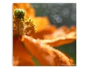Poppy Photograph 10X10 Print... Flower Botany Print