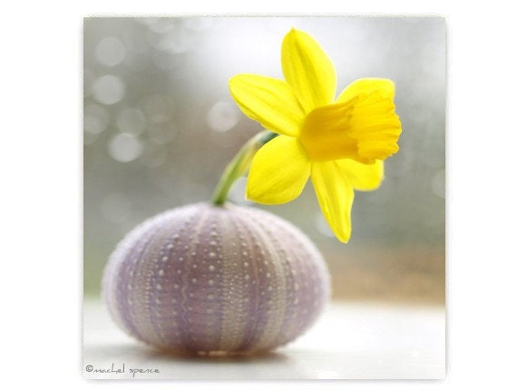 Urchin Photograph 10X10 Purple Urchin Print...Affordable Home Photography Prints Nature Photography Decor Sea Theme Water Sea Urchin