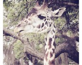 REGAL 8x10 Photography Art Print giraffe animal jungle africa landscape trees brown green