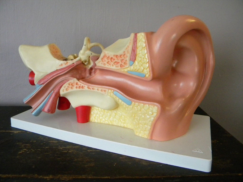 Vintage Ear Large Anatomical Medical Model - West Germany