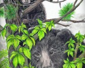 Black Bear Mom and Baby