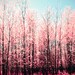 Pink and blue, spring decor ideas, pink blossoms, flowers, honeysuckle, girl's room decor, fruit trees, nursery art, valentine, princess