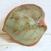 Toad Abode Frog House For Green Gardening Garden Leaf Unique Garden Art Pottery Garden Decor