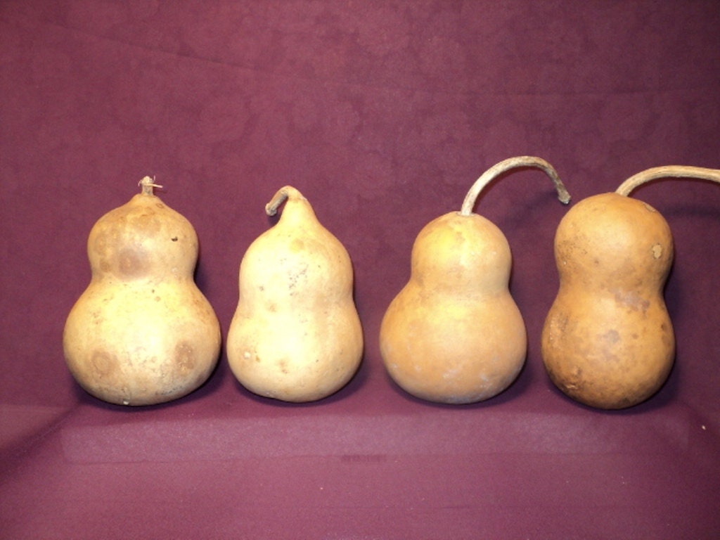 Craft Gourds 4 Chubby Mini Craft Gourds, Christmas Ornaments  (Item B9)