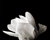 Botanical Black and White No. 88234
