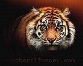 TIGER BRIGHT , jungle cat print from painting, tiger art, bengal wildlife carnivore