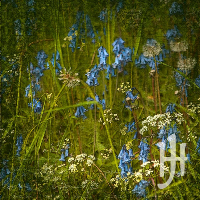 In the Bluebell Woods 7 - Signed Fine Art Print