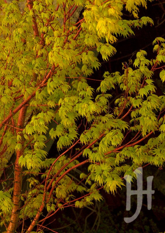 Glorious Coral Bark Maple (number 3) with Golden Leaves and Scarlet Branches - Signed Fine Art Print
