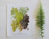 Vintage Botanical Print  - Grapes  - 1973