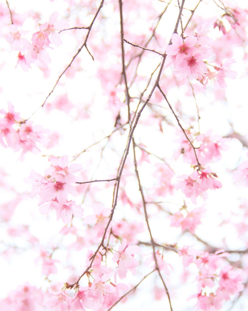 Light of a Cherry Blossom