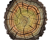 peaty log tree rings giclee print reproduction watercolor