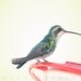 Spring, Fine Art Photography, Bird Art, Hummingbirds, 8x10