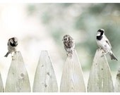 Nature Photograph, pale green, gray, birds, Tweet Tweet, nature fine art print 8x12