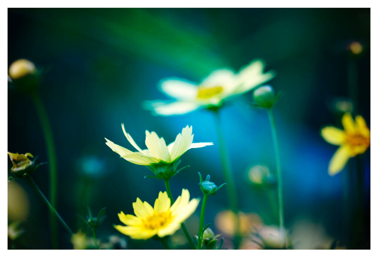 Flower Photograph, teal, yellow, coreopsis, Summer's Promise, nature fine art print 8x12