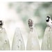 Nature Photograph, pale green, gray, birds, Tweet Tweet, nature fine art print 8x12