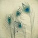 Peacock - Feather photography, feather art print, electric blue, grey, metallic green, nature art 8x8 Print
