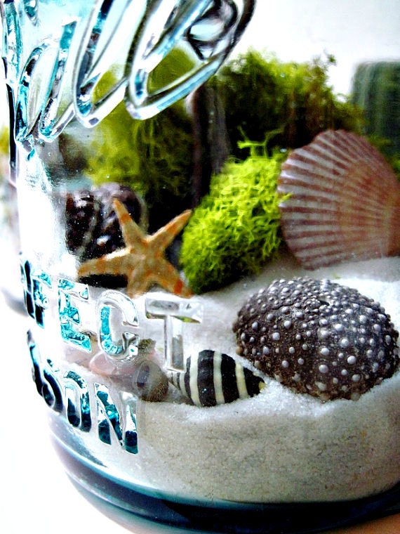 Upcycled Mason Jar Terrarium / Antique Blue Ball Mason Jar / Wedding Table Decor / Air Plant / DIY Terrarium Kit