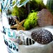 Upcycled Mason Jar Terrarium / Antique Blue Ball Mason Jar / Wedding Table Decor / Air Plant / DIY Terrarium Kit