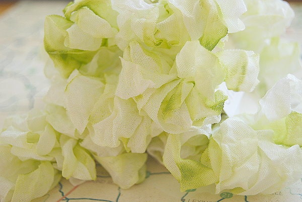 Crinkled Ribbon-Cricket