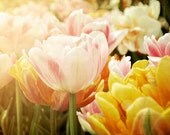 Nature Photography, Shabby Chic, Wall Decor, Floral Photo, Sunshine, Pink Yellow, Summer Art - Golden Flowers (8x10)