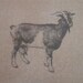 Plain Goat Panel