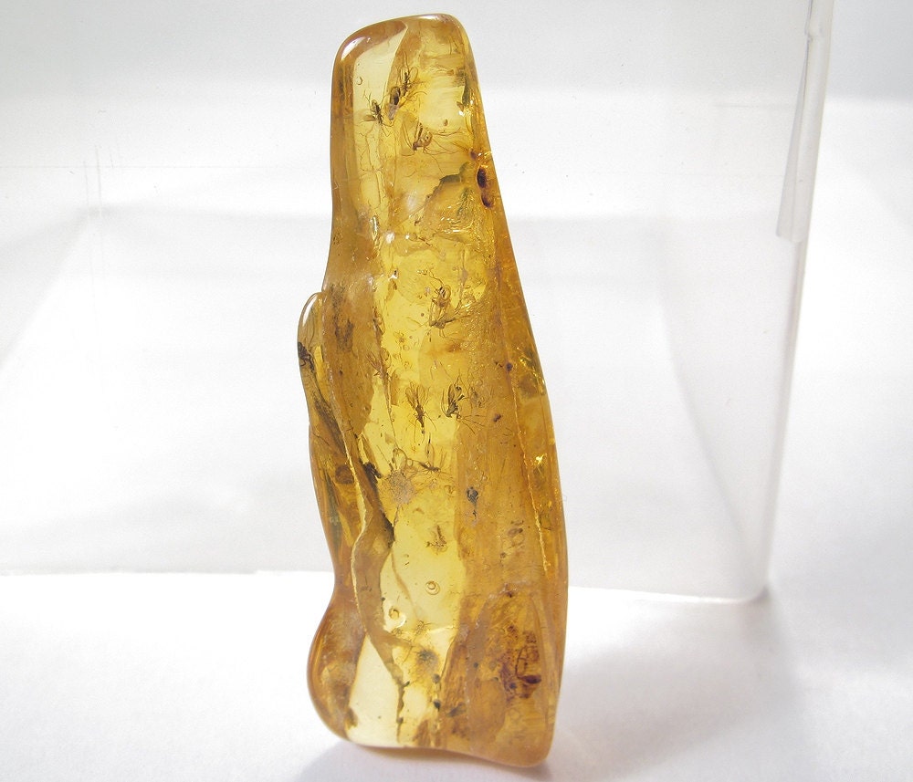 Fossils of 12 insects in the Baltic amber. EM349