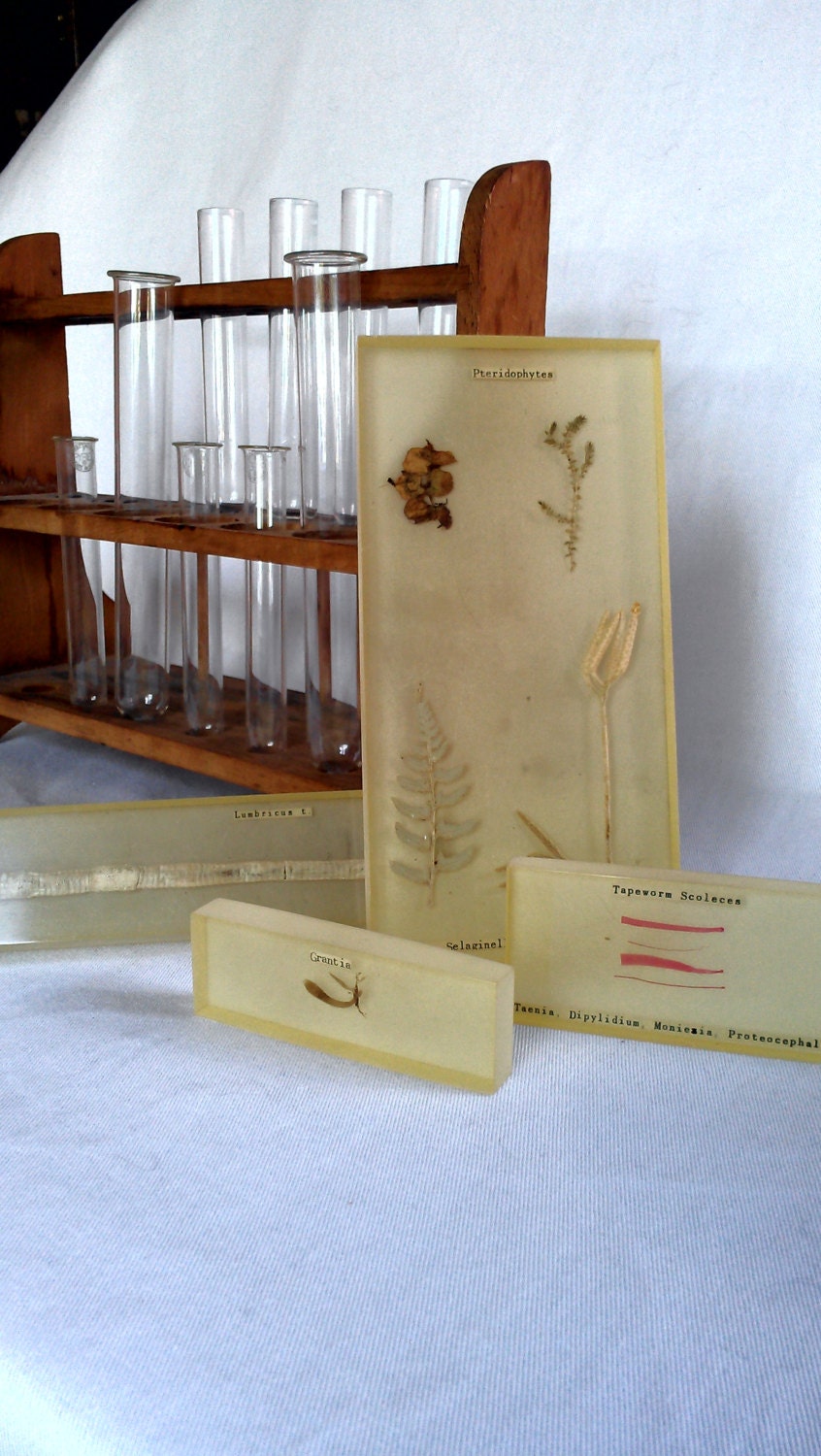 Antique Lumbricus t. worm lucite scientific specimen by The Sanatorium