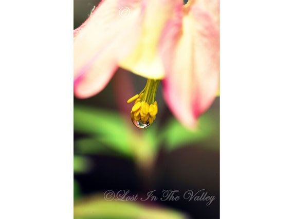 Pink Flower Photograph, Spring Rain Photo, Raindrop, Chartreuse Green, Yellow, Pastel, Floral Decor, Whimsical, 5x7 Fine Art Photography