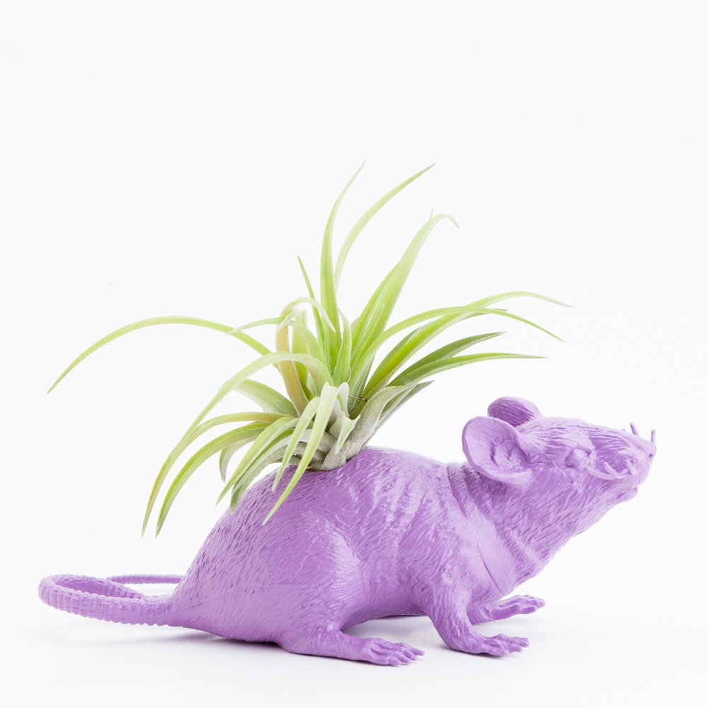 Rat Planter with Air Plant Room Decor, College Dorm Ornament, Plants and Edibles, Kitsch, Goth Geekery