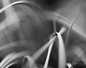 Abstract photography - Sterling - 16x20 fine art - silver gray white charcoal black botanical wall decor
