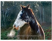 Early Morning Blues, equine photography 11x14 print