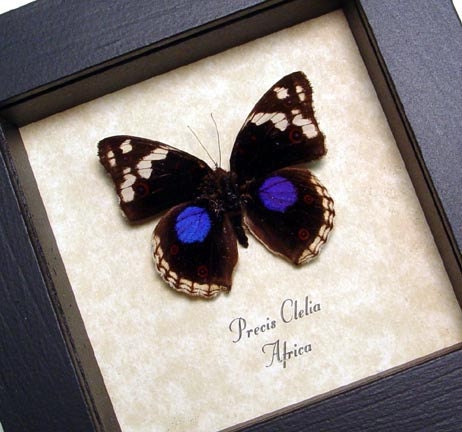 Framed Butterfly Precis Clelia Real Purple Spot Shadowbox Frame 8130