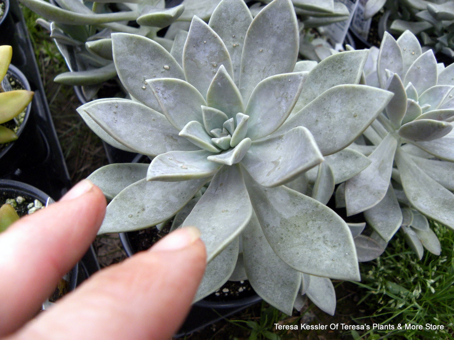 3 Succulent-Graptopetalum paraguayense, Ghost Plant, Crassulaceae Live Plant-FREE 13 page pdf file book on succulents included