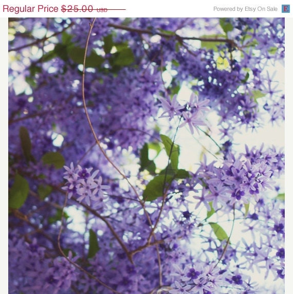40% OFF SUMMER SALE Shelter 8x8 Signed Print by Philadelphia Photographer Tina Crespo - nature, macro, flower, purple, violet, Spring, bloo