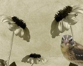 Bird and Sunflowers original photograph collage 8x10 fine art beige rustic vintage look wall decor
