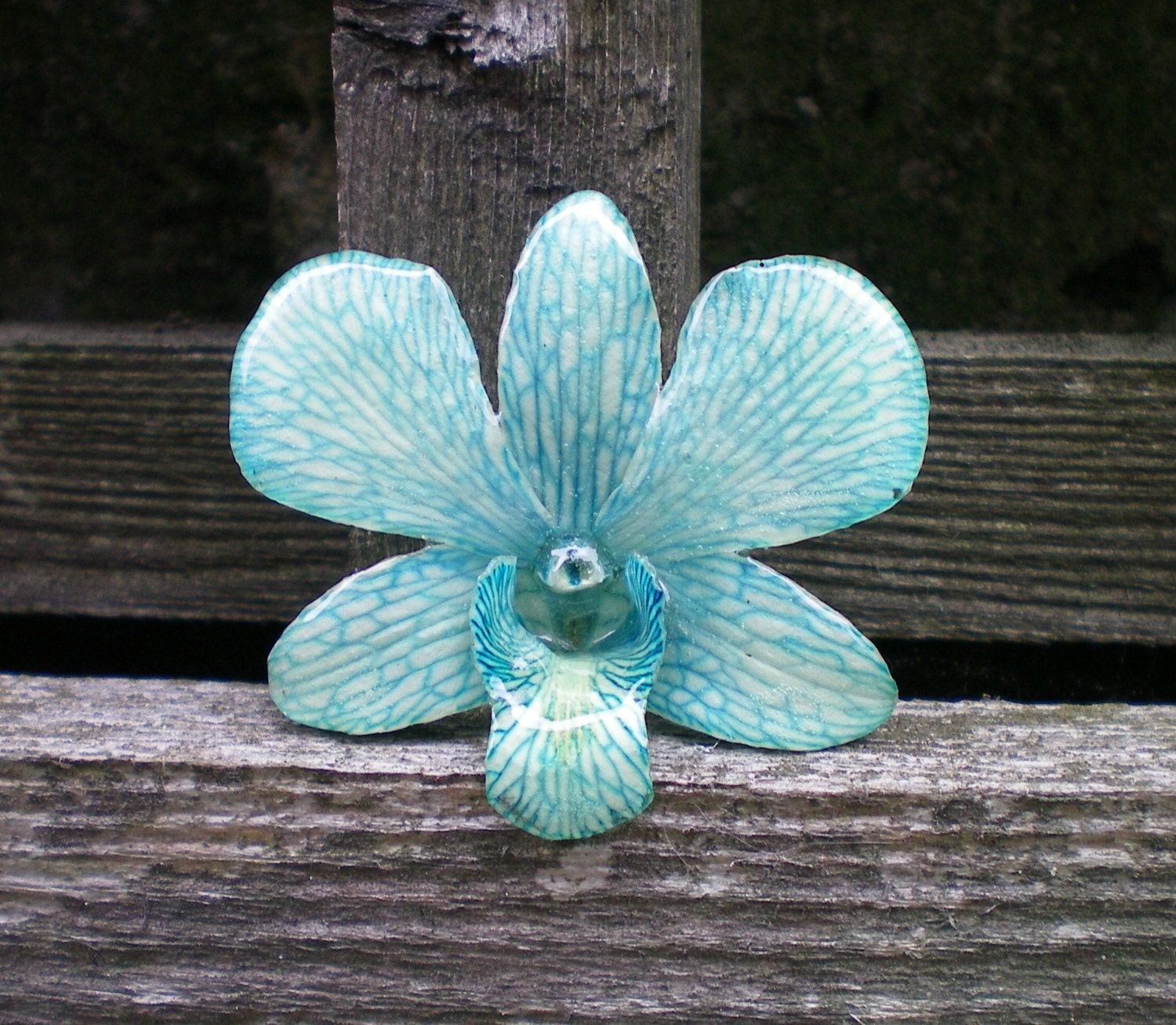 REAL Natural Soft Shades of Blue Samll ORCHID Pin and Pendant