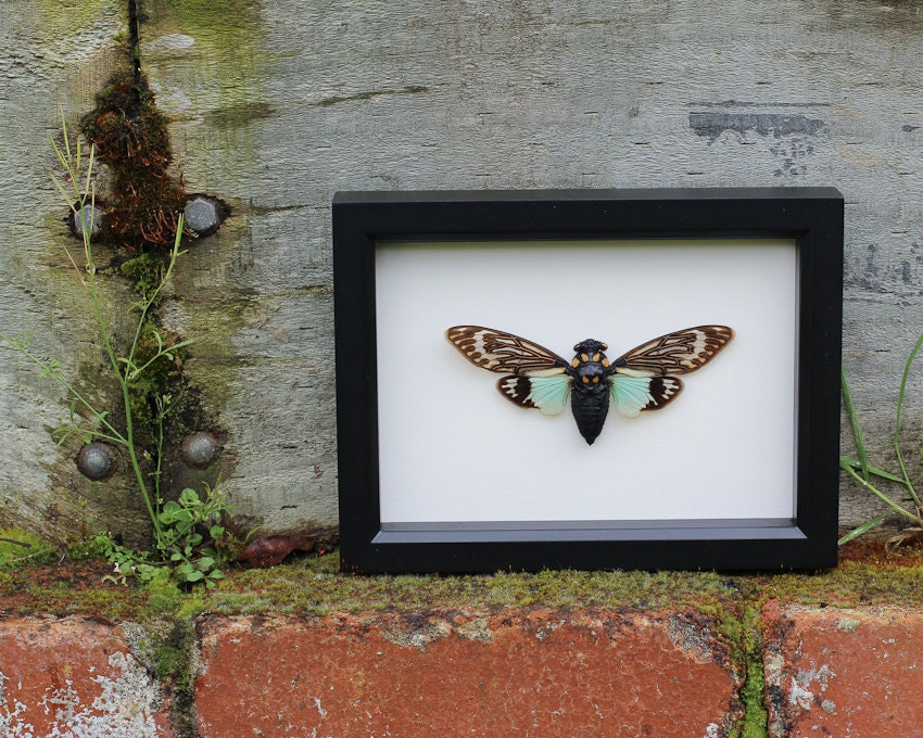 Framed Insect Real Cicada Tosena splendida natural history