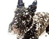 Black Scottish Terrier Snow- 5 X 7 Photography Print - Dog Art Nursery Decor Snow Winter Black White Scottie