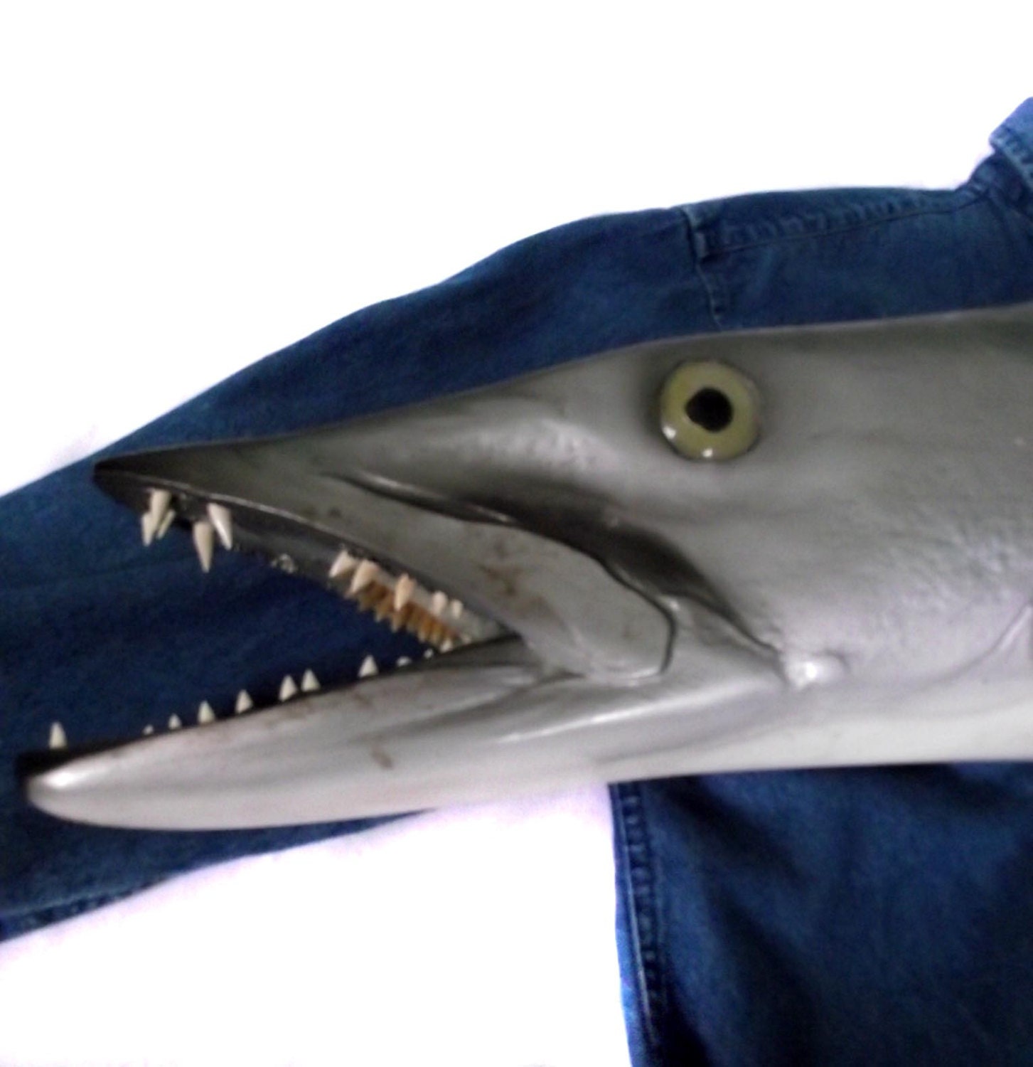 80s Fish Mount. Taxidermy Fish. Fiberglass Barracuda Fish Recreational Sport Souvenir