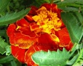Double Marigold Seeds