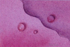 Raindrops on Roses Original Watercolour ACEO